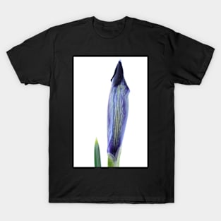 Iris histrioides  &#39;Halkis&#39;  Reticulata T-Shirt